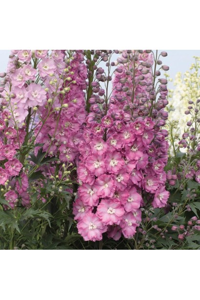 Дельфиниум высокий `Меджик Фонтейн Лилак Пинк Вайт Би` 